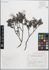 Foto von Salix glauca L.